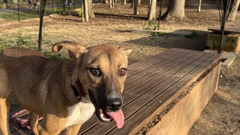 Rail Trail Dog Park - Spartanburg, SC