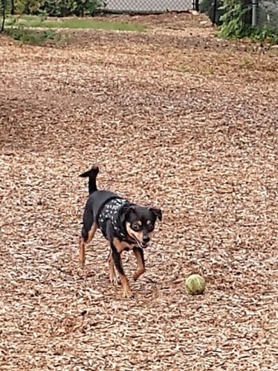 Rail Trail Dog Park - Spartanburg, SC