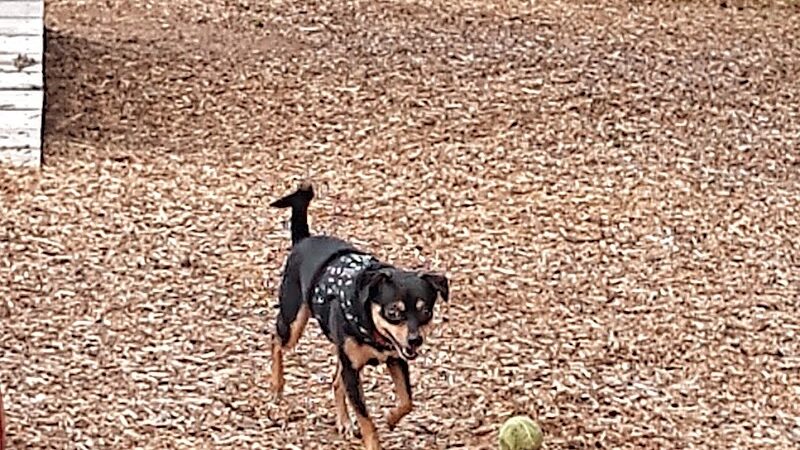 Rail Trail Dog Park - Spartanburg, SC