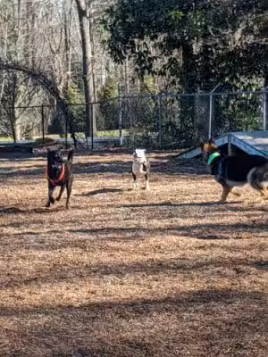 Rail Trail Dog Park - Spartanburg, SC