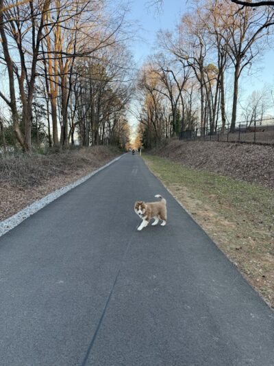 Rail Trail Dog Park - Spartanburg, SC