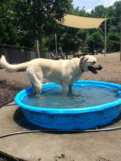 Rail Trail Dog Park - Spartanburg, SC