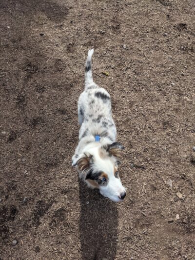 Rail Trail Dog Park - Spartanburg, SC