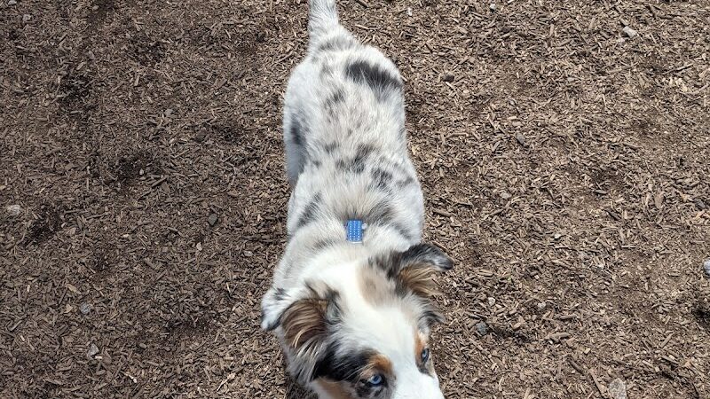 Rail Trail Dog Park - Spartanburg, SC