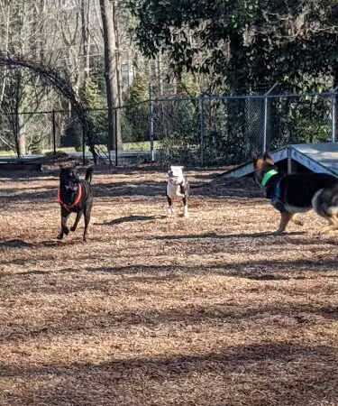 Rail Trail Dog Park - Spartanburg, SC