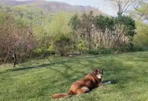 2 Dog Hotel - Sperryville, VA