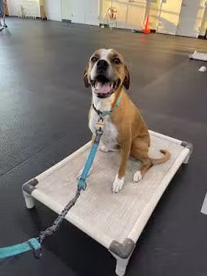 K9OLOGY LLC - Sperryville, VA