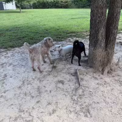 Spotsy Dog Park Inc. - Spotsylvania Courthouse, VA