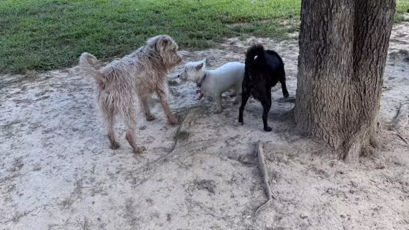 Spotsy Dog Park Inc. - Spotsylvania Courthouse, VA