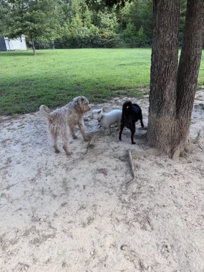 Spotsy Dog Park Inc. - Spotsylvania Courthouse, VA