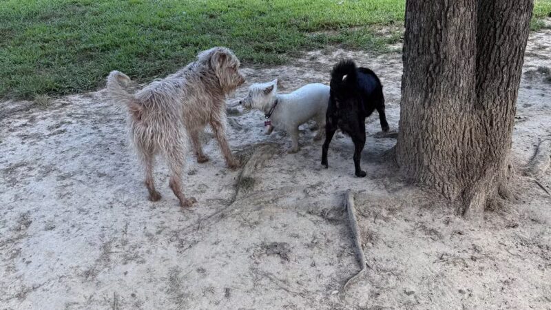 Spotsy Dog Park Inc. - Spotsylvania Courthouse, VA