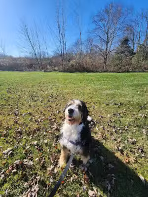 Jurassic Bark - Spring City, PA