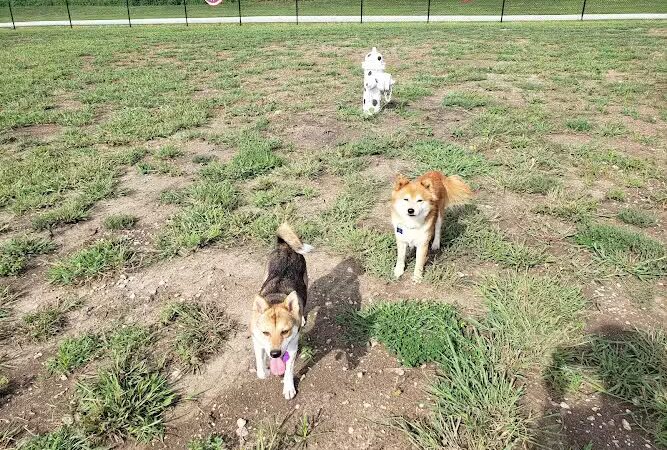 Melvin Murry Dog Park - Spring Hill, KS