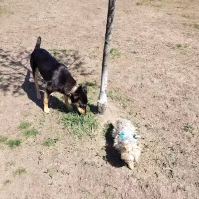 Marv's Bark Park - Dog Park - Spring Lake, MI