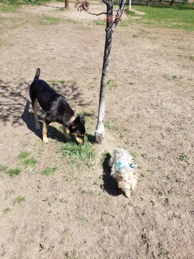 Marv's Bark Park - Dog Park - Spring Lake, MI
