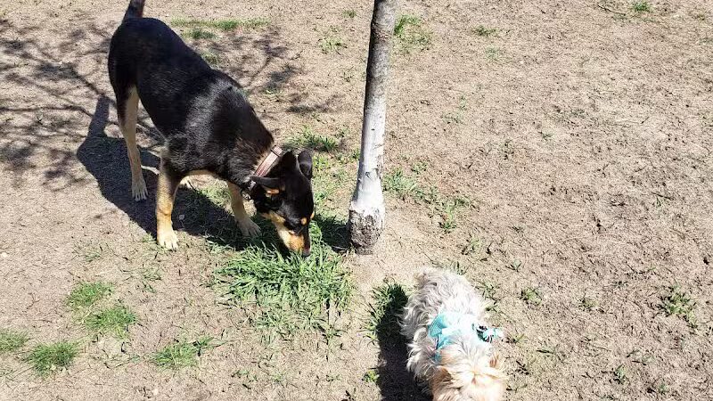 Marv's Bark Park - Dog Park - Spring Lake, MI