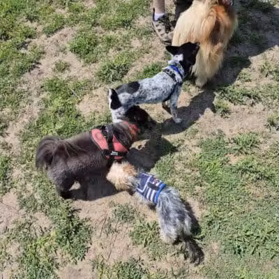 Marv's Bark Park - Dog Park - Spring Lake, MI