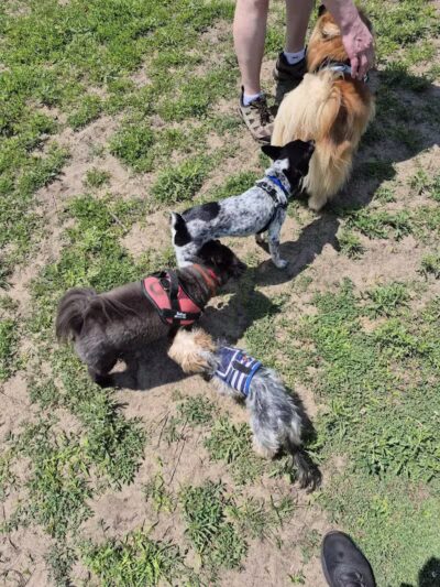 Marv's Bark Park - Dog Park - Spring Lake, MI