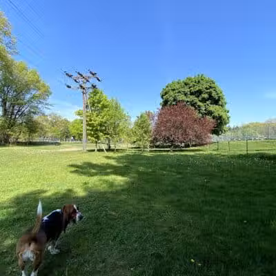 Marv's Bark Park - Dog Park - Spring Lake, MI