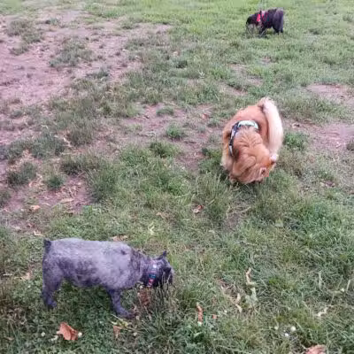 Marv's Bark Park - Dog Park - Spring Lake, MI