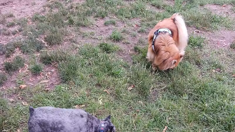 Marv's Bark Park - Dog Park - Spring Lake, MI