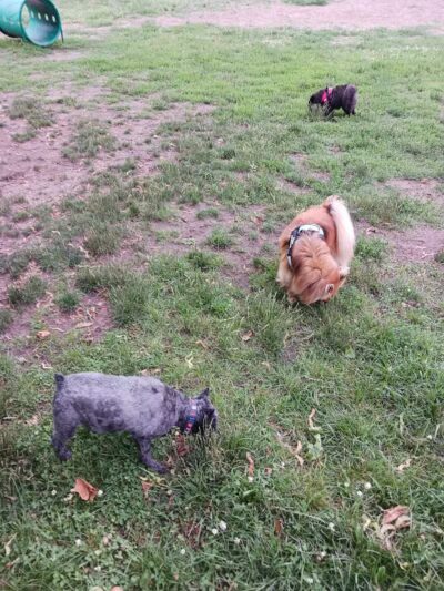 Marv's Bark Park - Dog Park - Spring Lake, MI