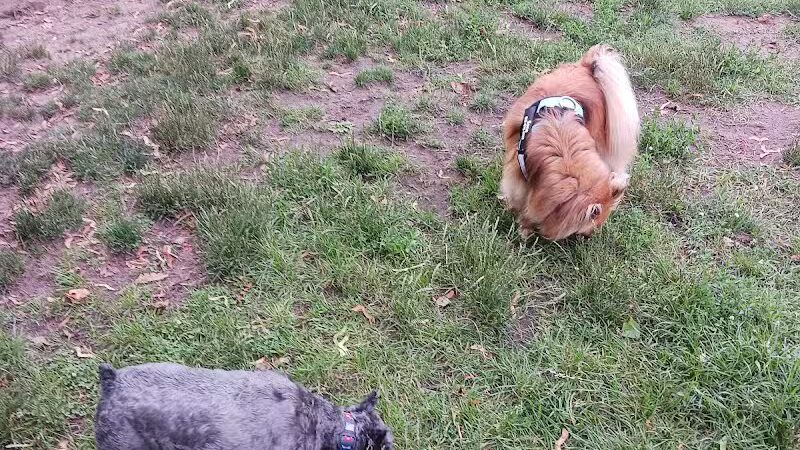Marv's Bark Park - Dog Park - Spring Lake, MI