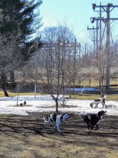 Marv's Bark Park - Dog Park - Spring Lake, MI