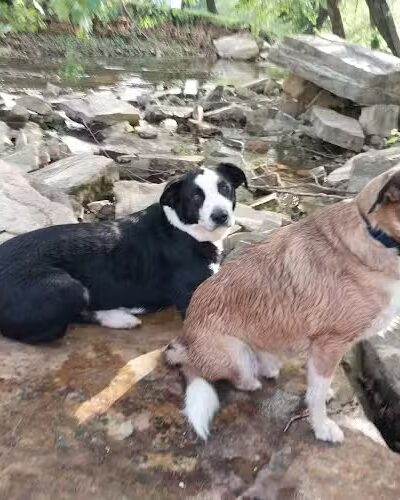 Mountain Lake - Springer, OK