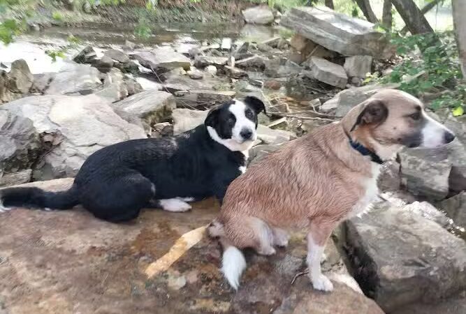 Mountain Lake - Springer, OK