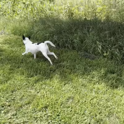 Bark Park Omaha - Private Dog Park - Springfield, NE