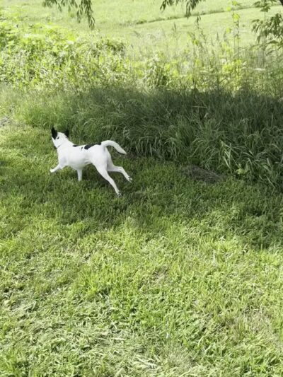 Bark Park Omaha - Private Dog Park - Springfield, NE