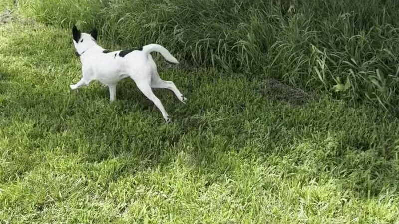 Bark Park Omaha - Private Dog Park - Springfield, NE