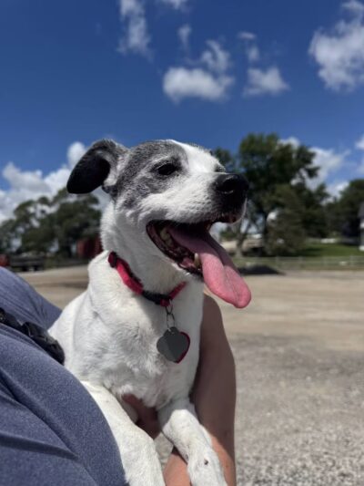 Bark Park Omaha - Private Dog Park - Springfield, NE