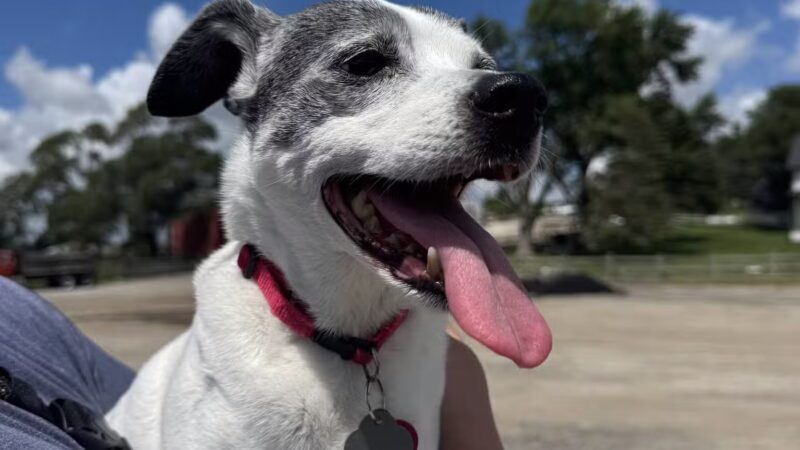 Bark Park Omaha - Private Dog Park - Springfield, NE