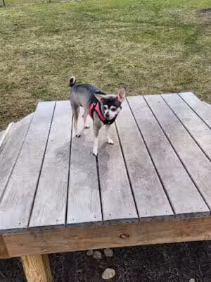 Springfield Dog Park - Springfield,