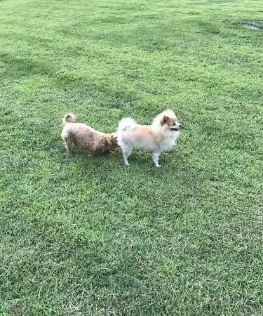 Springfield off-leash Dog Park - Springfield, MN