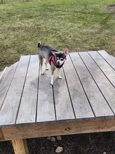 Springfield Dog Park - Springfield,