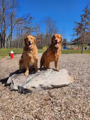 Central Bark Dog Park - Springfield, TN