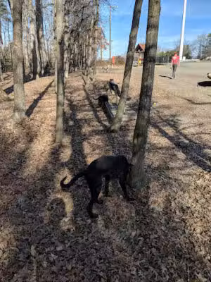 South Run Rec. Center Dog Park - Springfield, VA