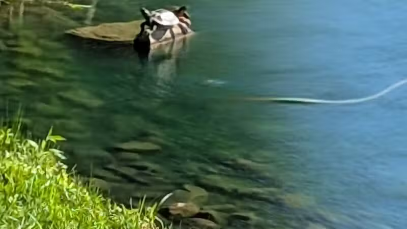 Cox Lake Park - Springville, IA