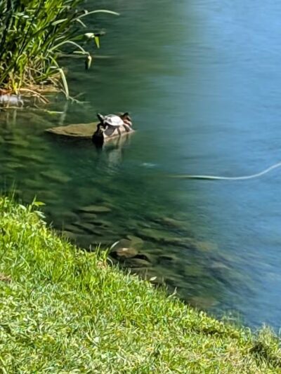 Cox Lake Park - Springville, IA