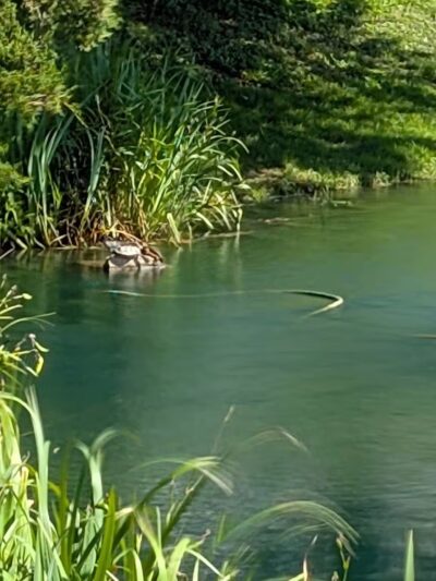 Cox Lake Park - Springville, IA