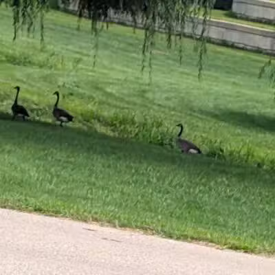 Cox Lake Park - Springville, IA