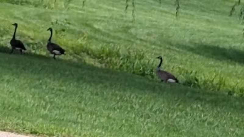 Cox Lake Park - Springville, IA