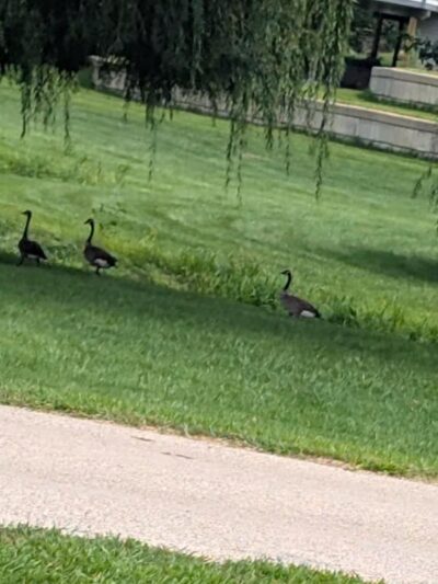 Cox Lake Park - Springville, IA
