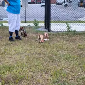 Dog Park at Love's Travel Stops - St. Augustine, FL