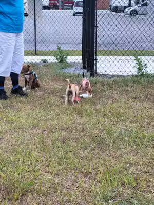Dog Park at Love's Travel Stops - St. Augustine, FL