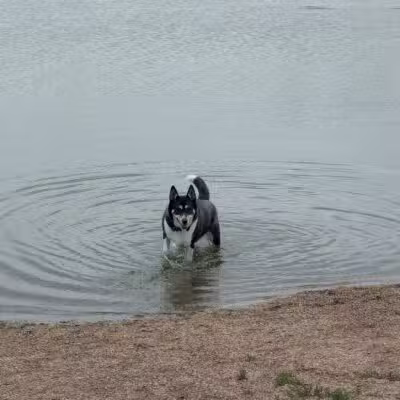 East Side Sports Complex Dog Park - St. Charles, IL
