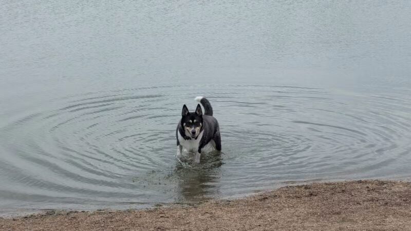 East Side Sports Complex Dog Park - St. Charles, IL